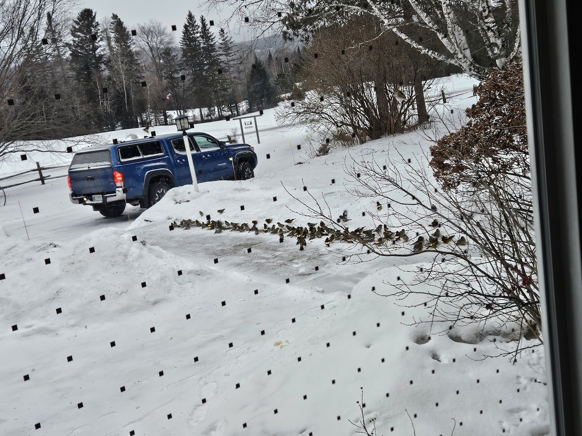 Кіпаль жовтобровий - ML648991225