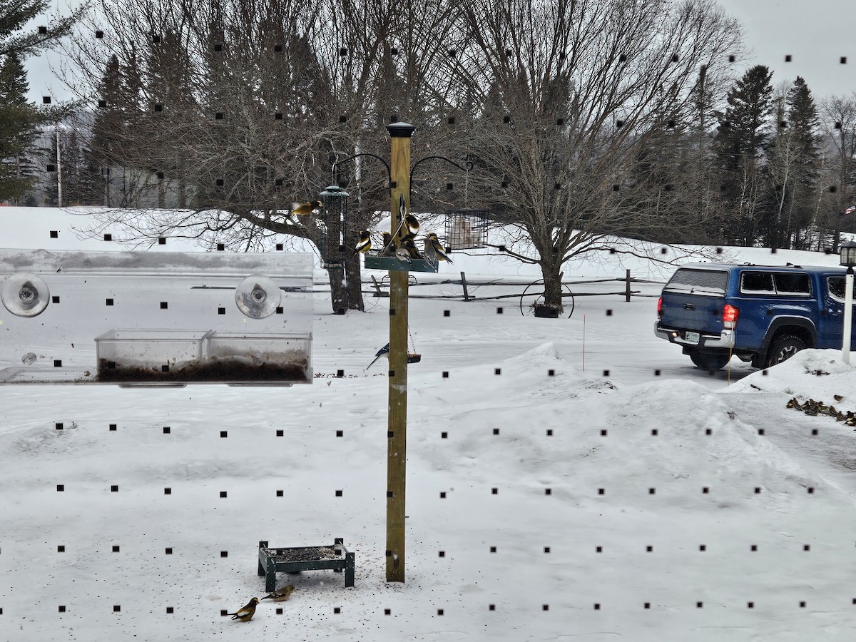 Кіпаль жовтобровий - ML648991231