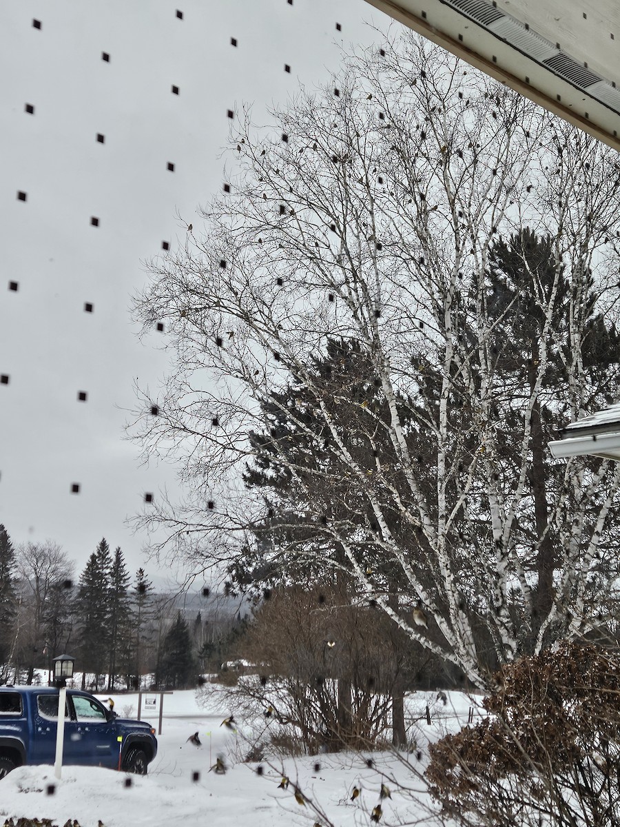 Кіпаль жовтобровий - ML648991234