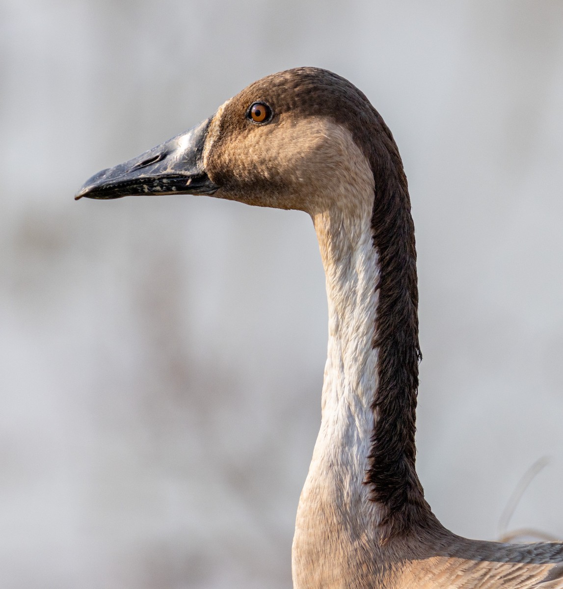 Ánsar Cisnal - ML648991369