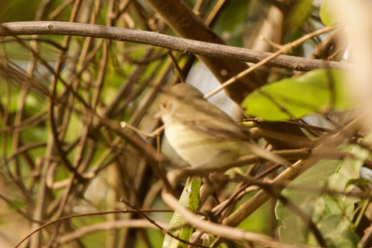 Tiranuelo Copetón - ML648991429