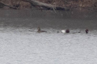 Büyük Elmabaş - ML648991431