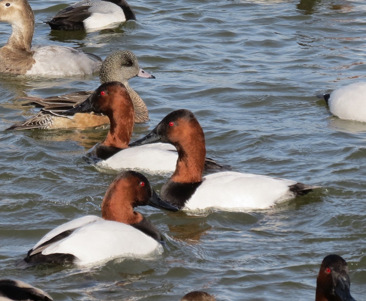 Büyük Elmabaş - ML648991506