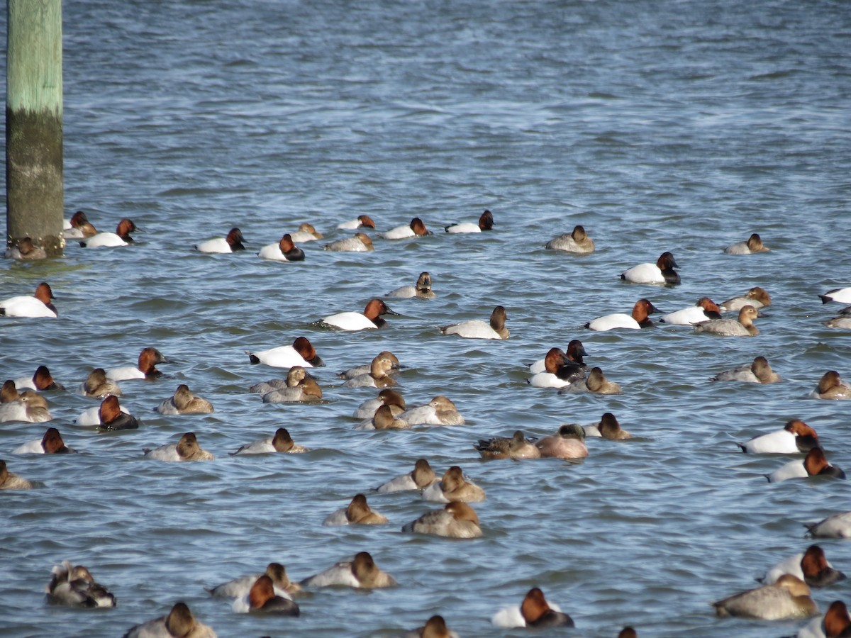 Büyük Elmabaş - ML648991521