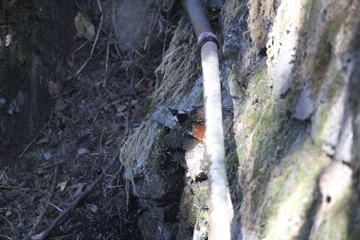 Coal Tit - ML648991642