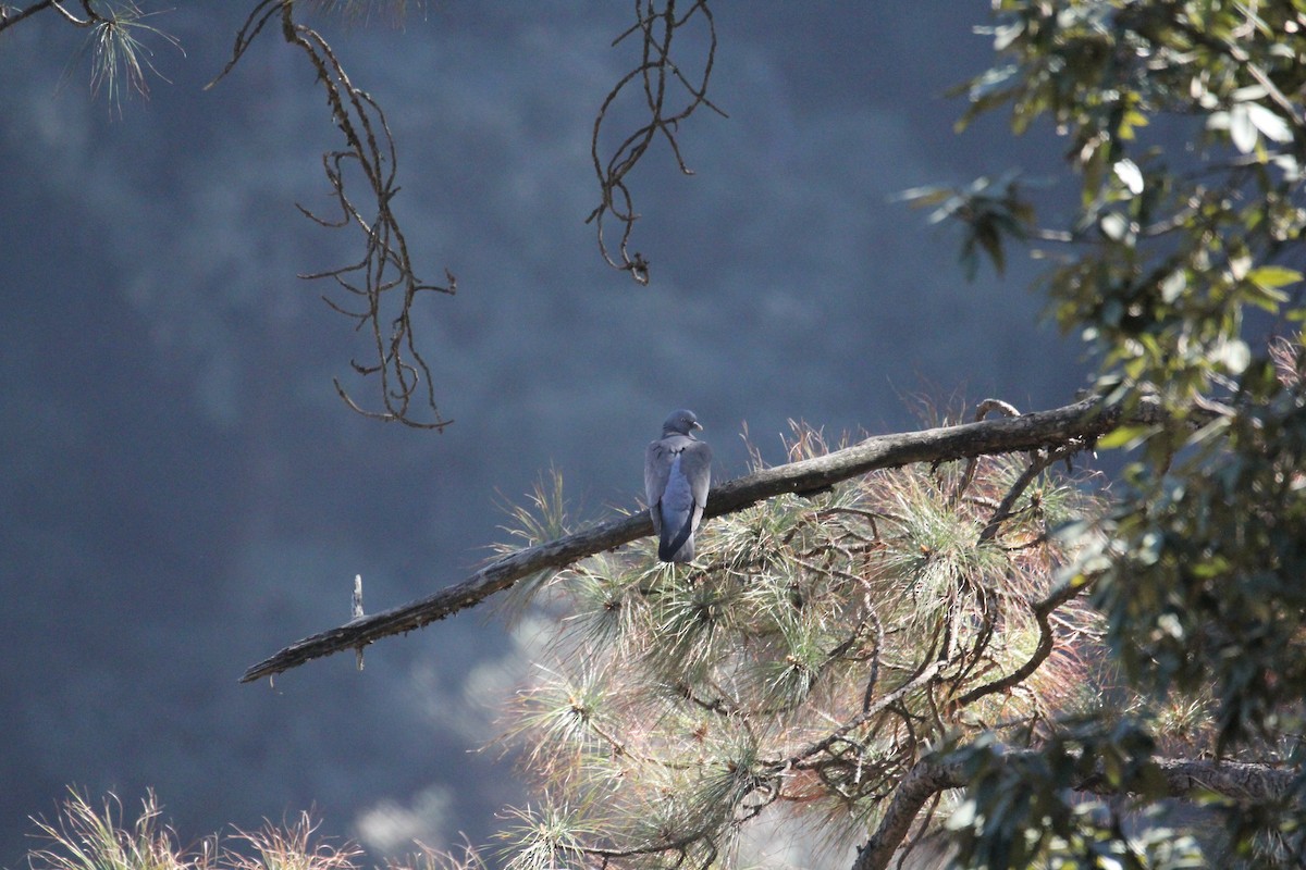 Common Wood-Pigeon - ML648991669