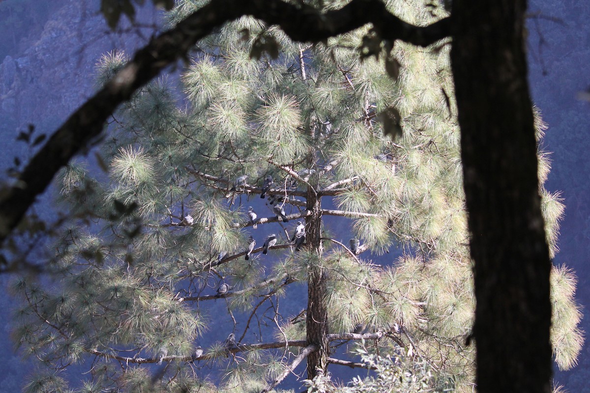 Common Wood-Pigeon - ML648991672