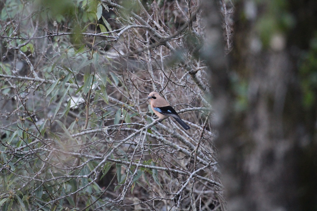 Eurasian Jay - ML648991717