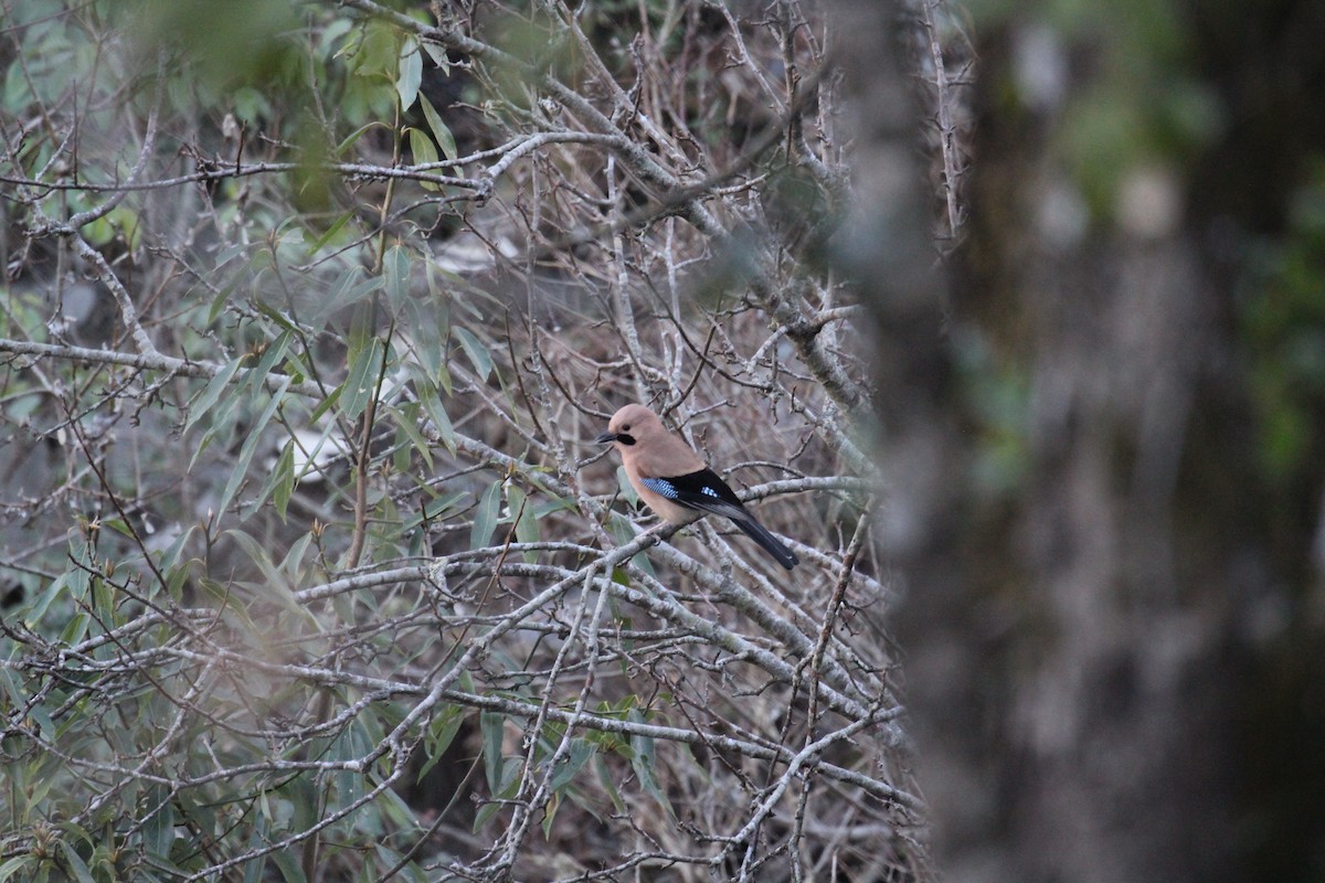 Eurasian Jay - ML648991721