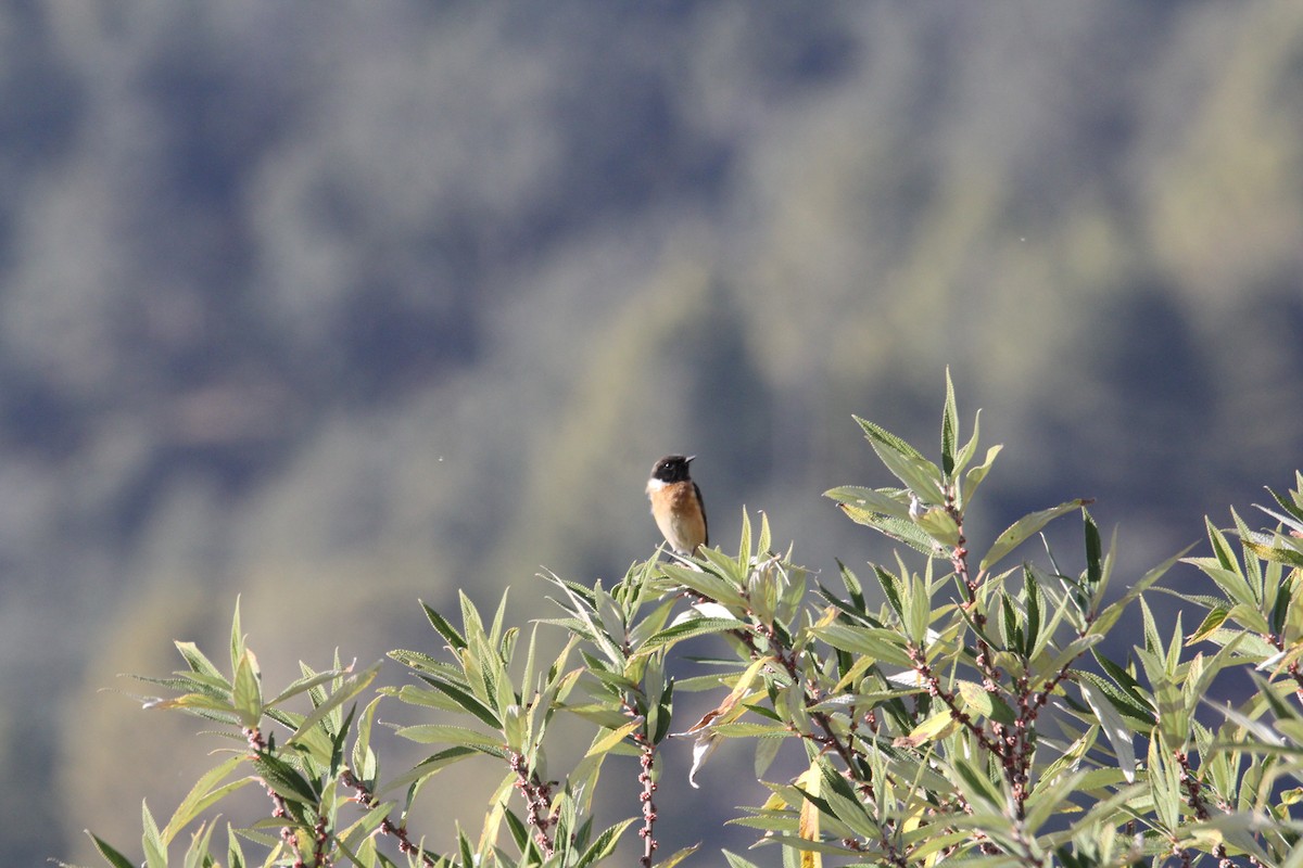 Siberian Stonechat - ML648991724