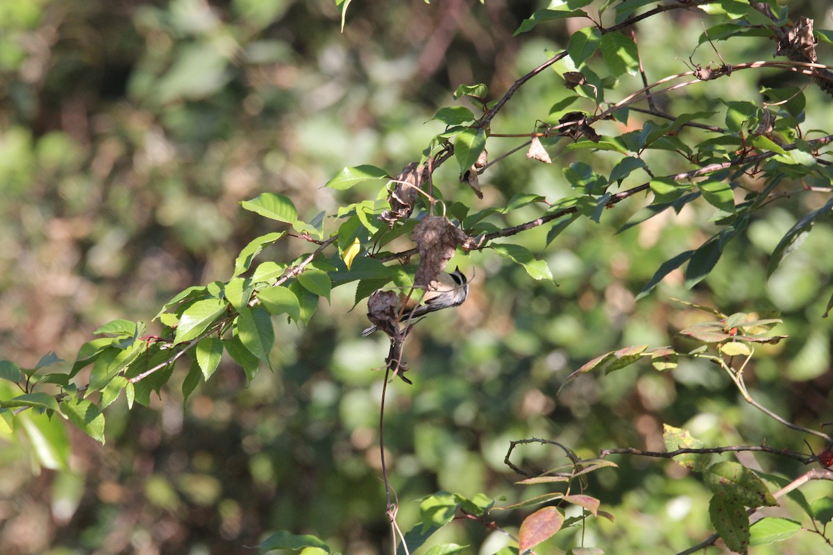 Black-throated Tit - ML648991733