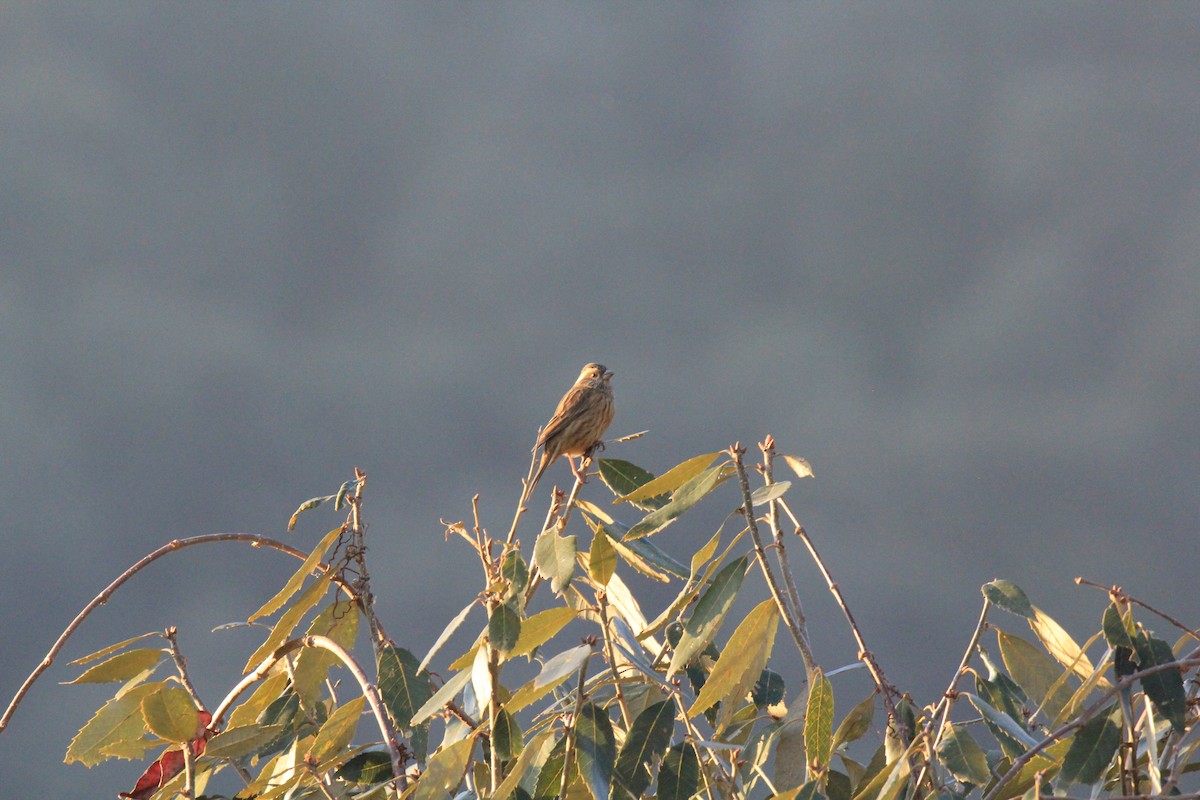 Pink-browed Rosefinch - ML648991742