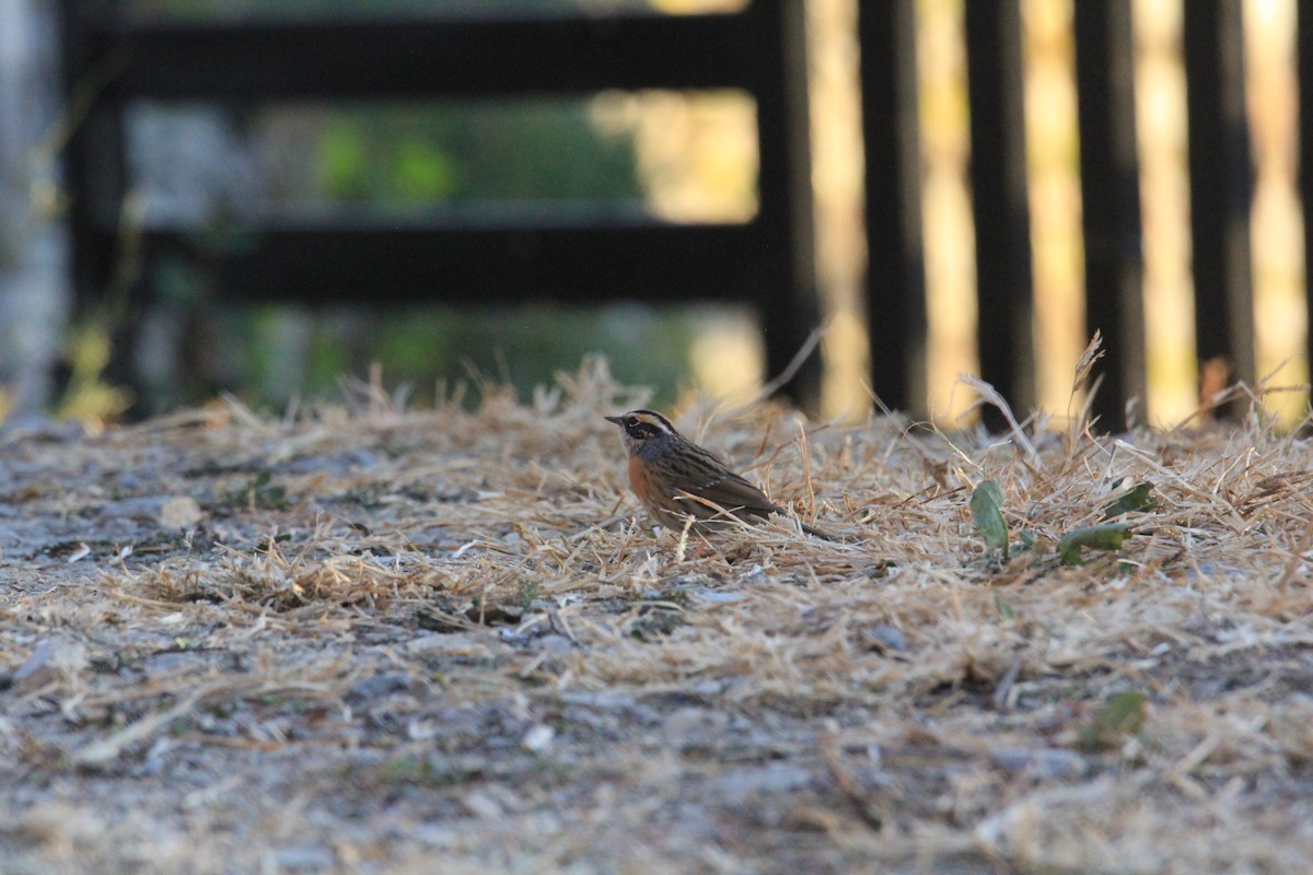 Rufous-breasted Accentor - ML648991766