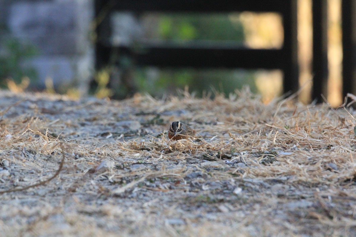 Rufous-breasted Accentor - ML648991771