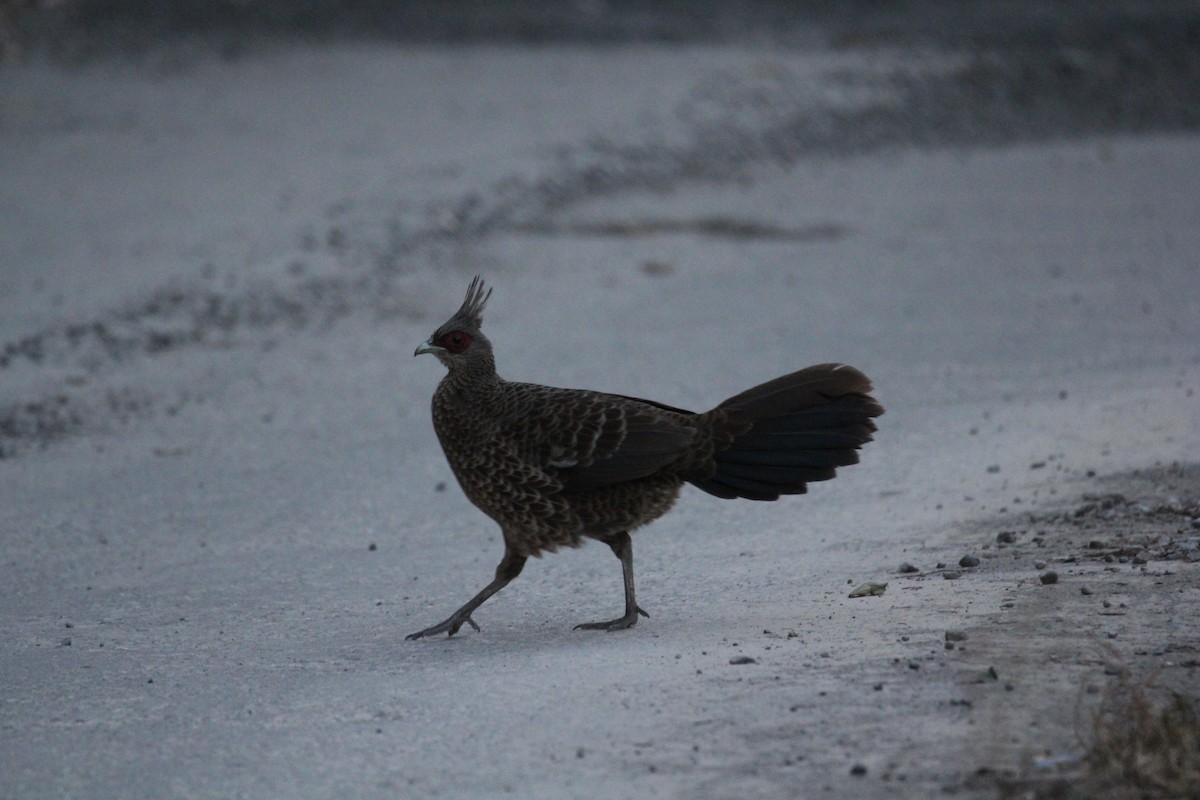 Kalij Pheasant - ML648991783