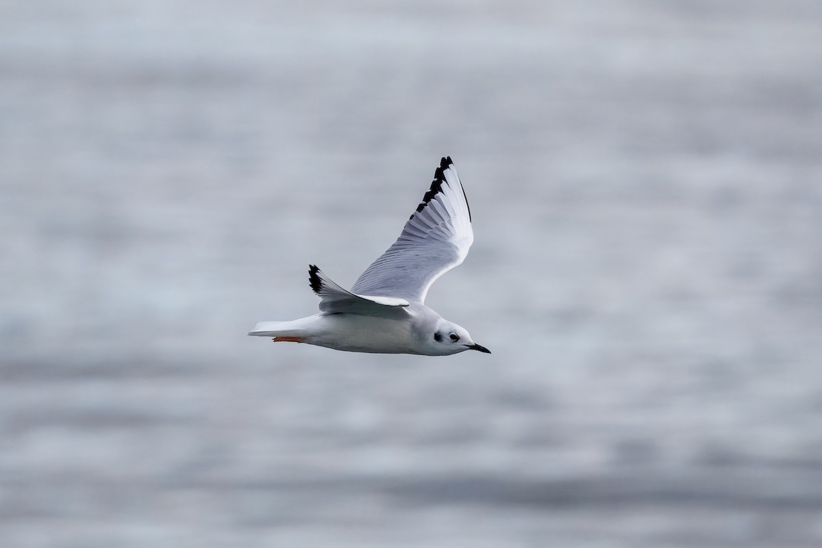 Gabbiano di Bonaparte - ML648991786