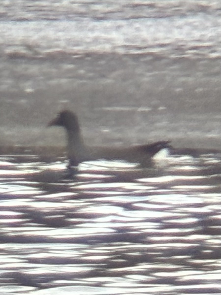 Common Gallinule - ML648991949