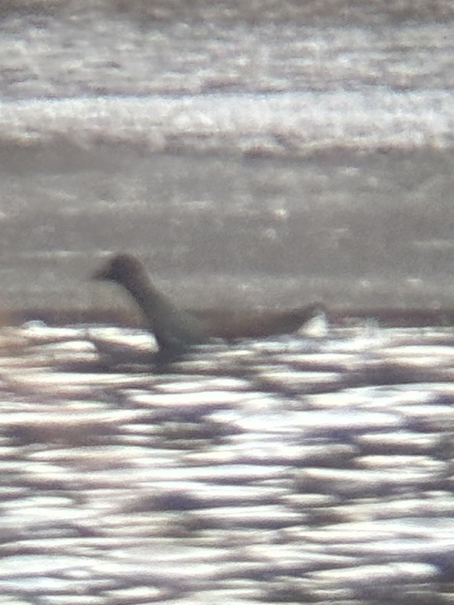 Common Gallinule - ML648991950