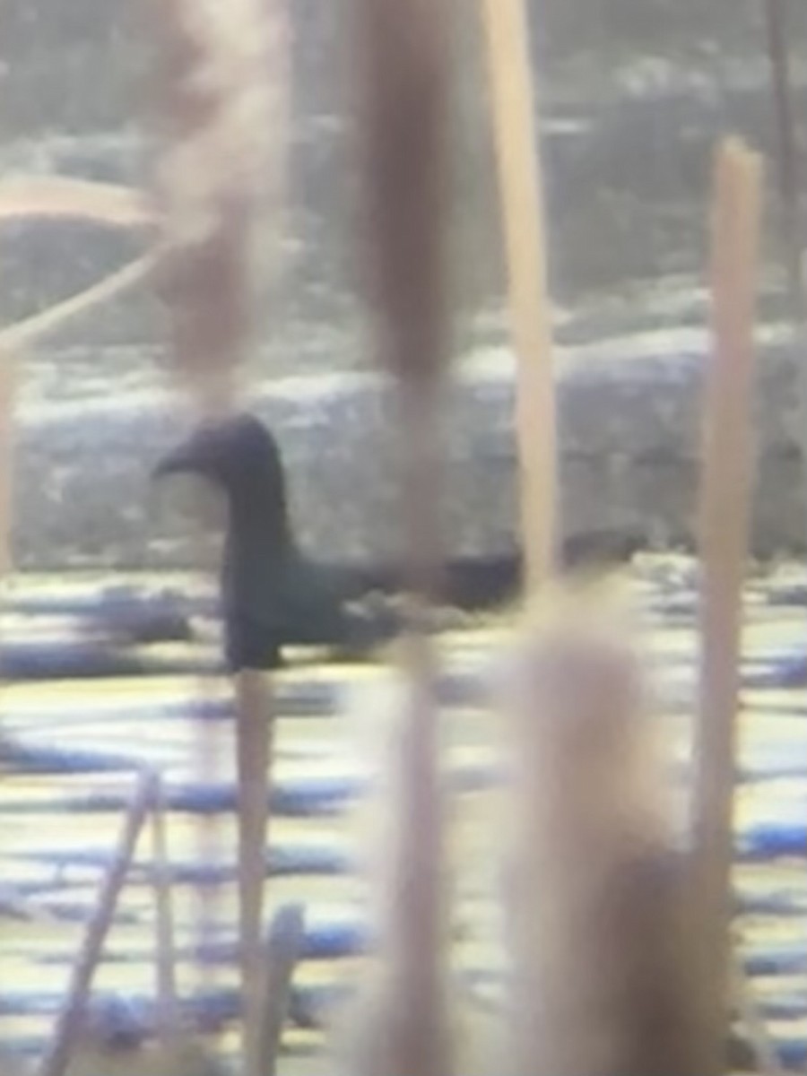 Common Gallinule - ML648991951