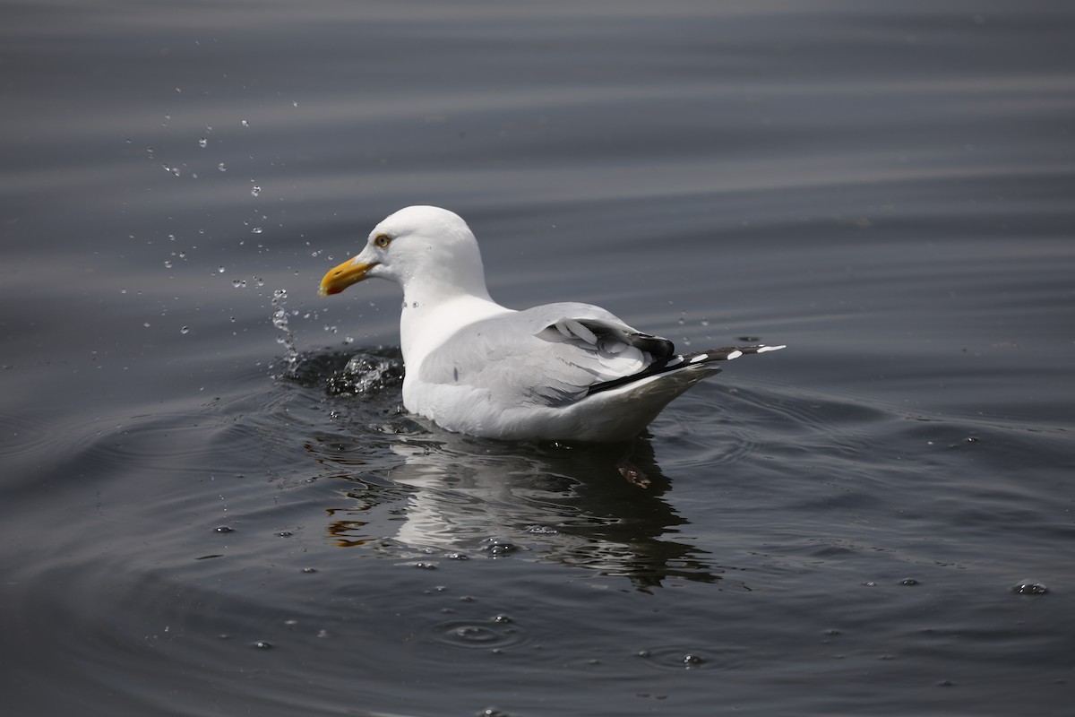 amerikagråmåke - ML648992079