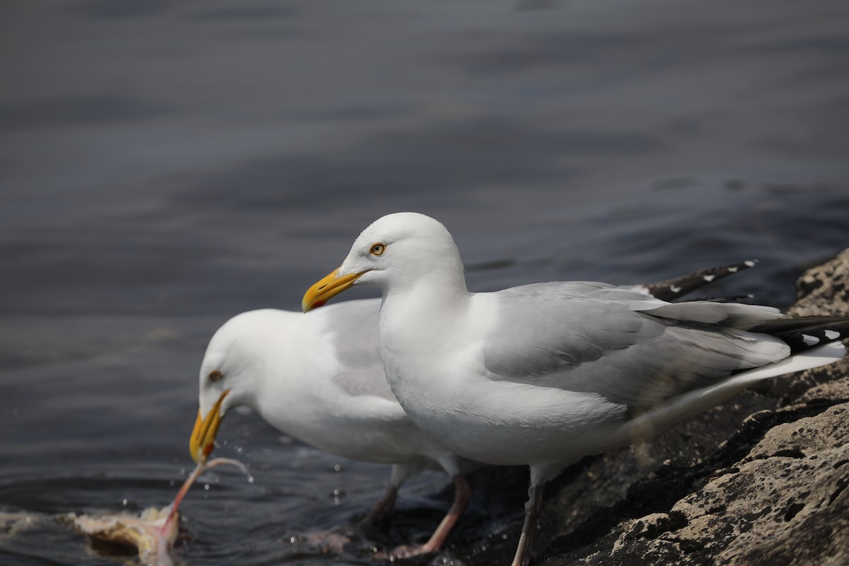 amerikagråmåke - ML648992080