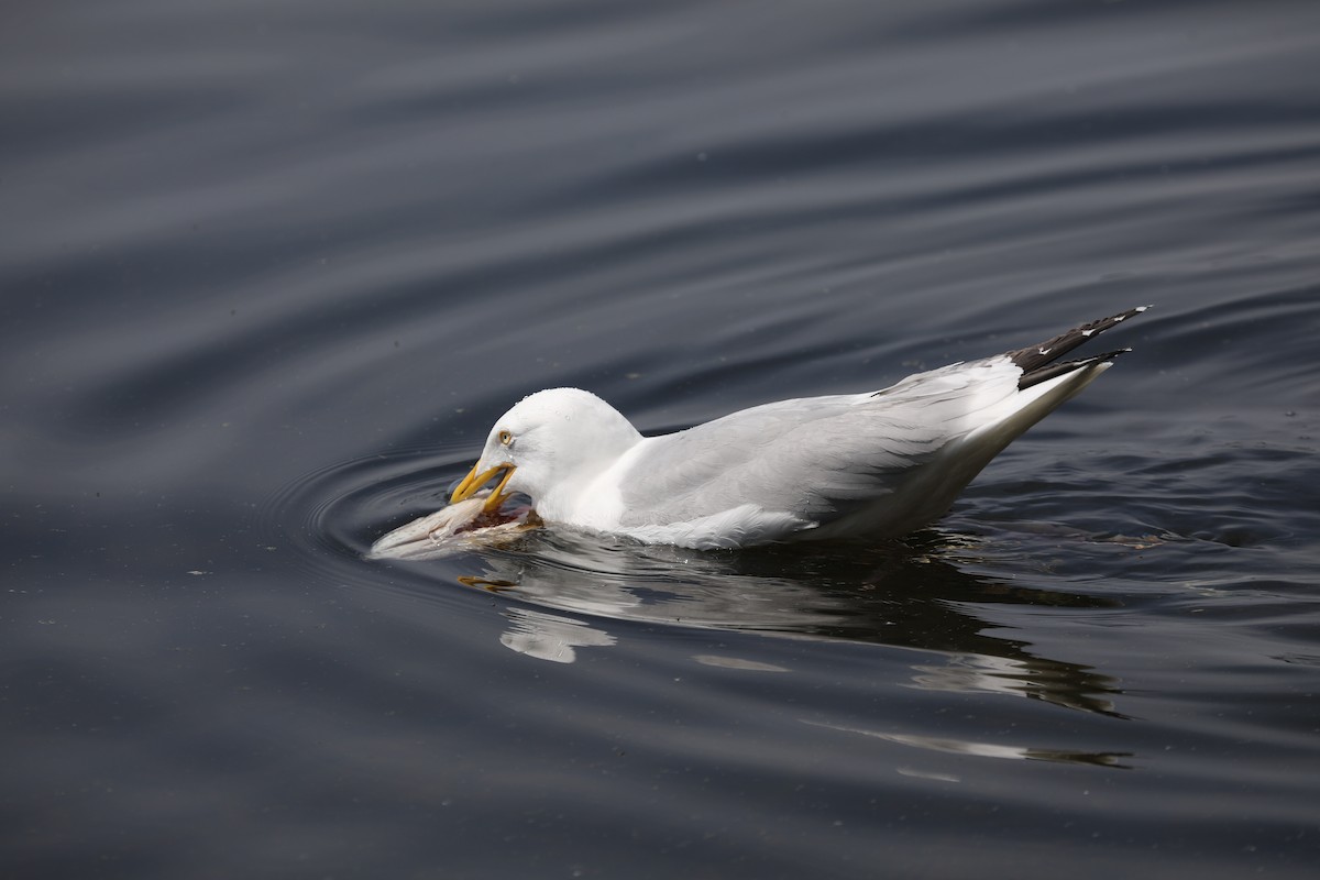 amerikagråmåke - ML648992082