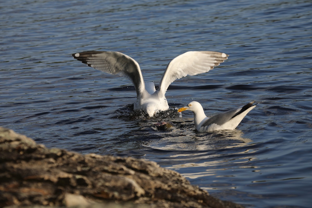 amerikagråmåke - ML648992083