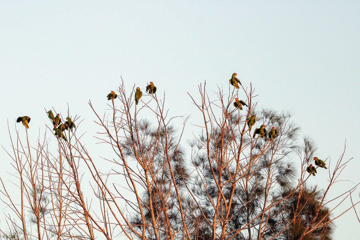 grønnkinnamazon - ML648992099