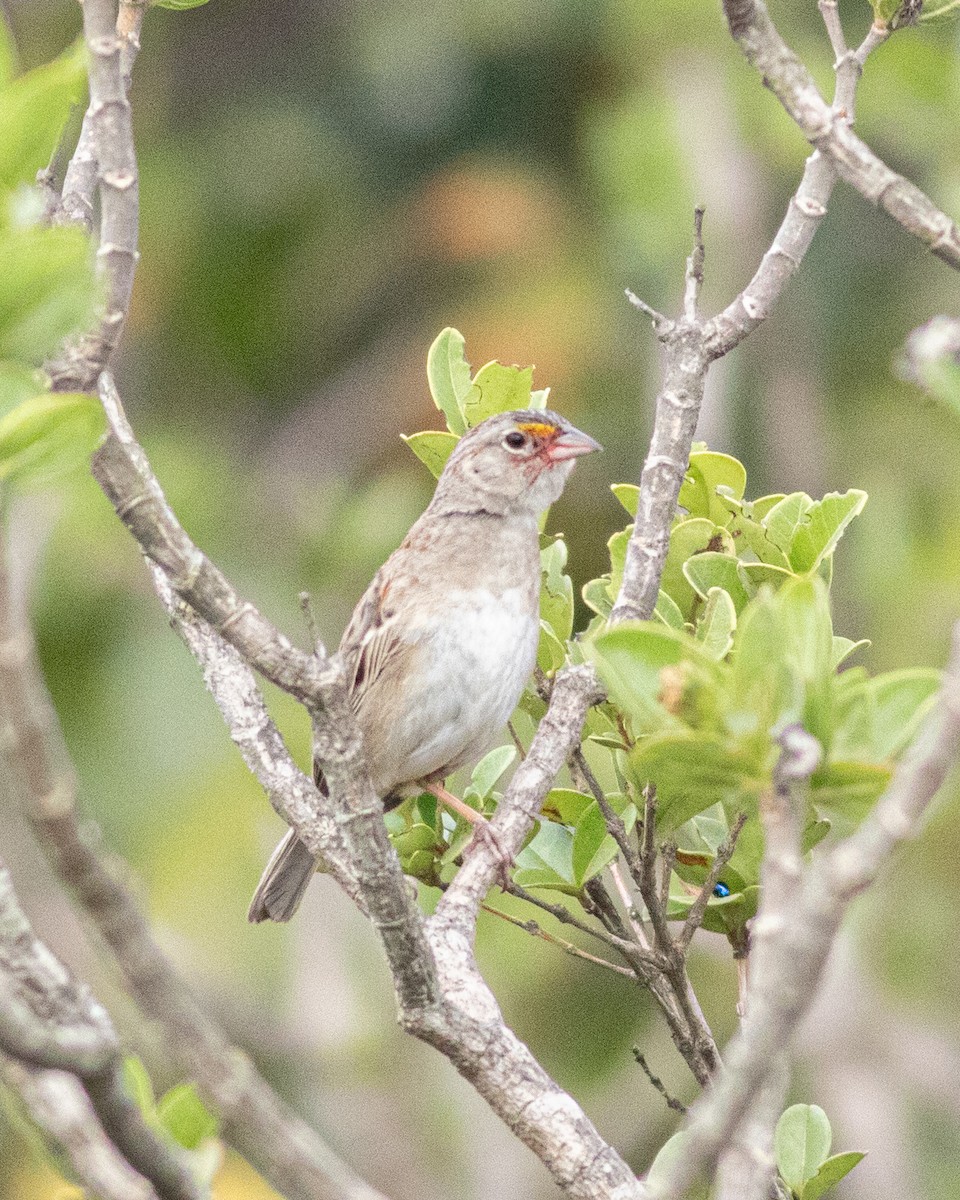 camposspurv - ML648992110