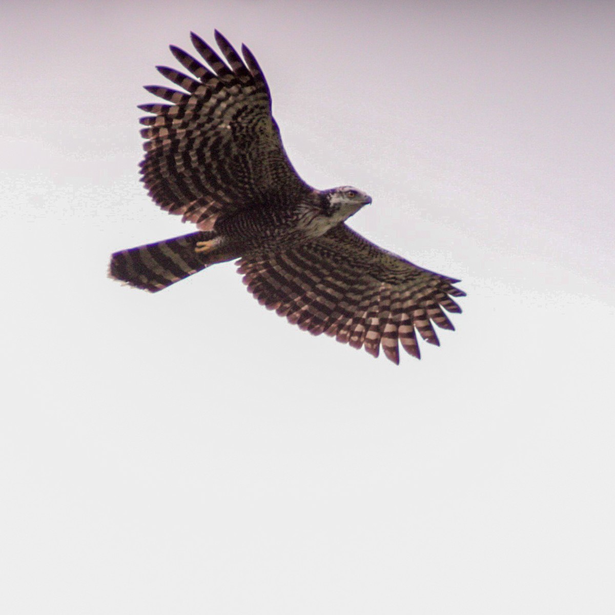 svartskogørn - ML648992111