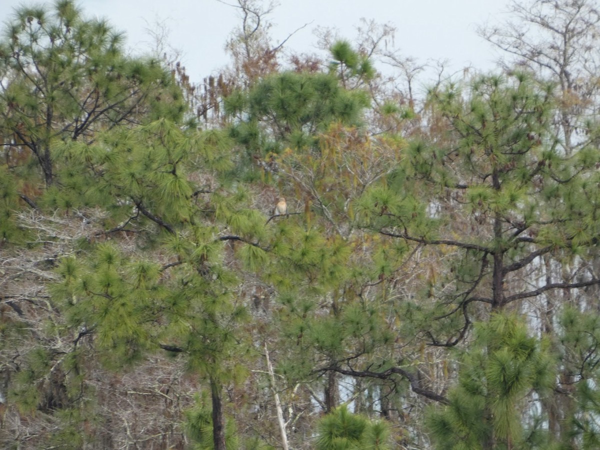 rødvingevåk - ML648992113