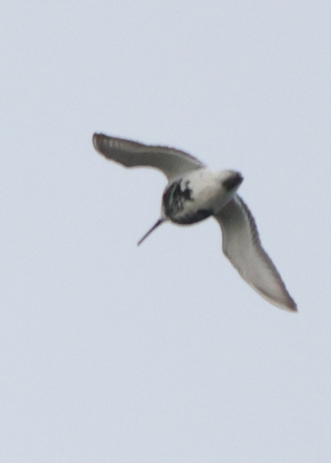 myrsnipe - ML648992114