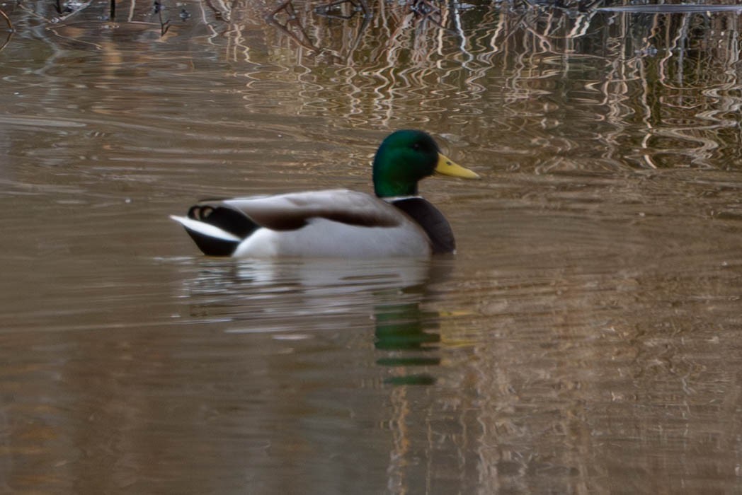 stokkand - ML648992115