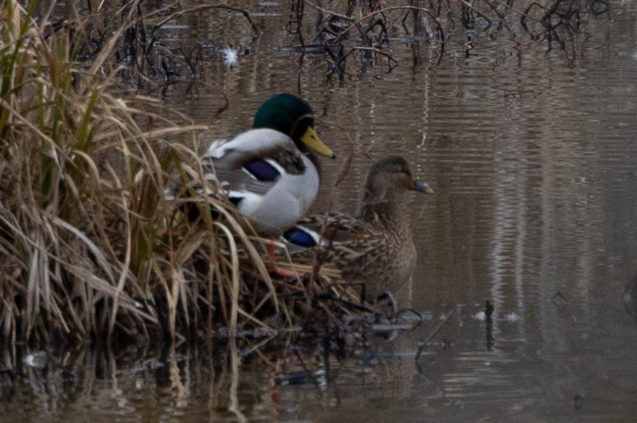 stokkand - ML648992116