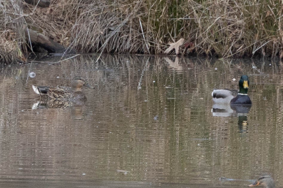 stokkand - ML648992117