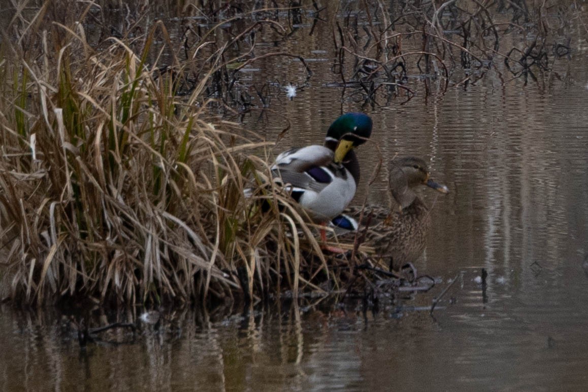 stokkand - ML648992118