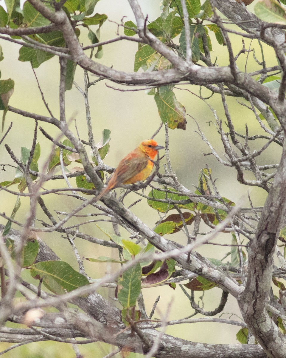 skarlagenpiranga - ML648992121