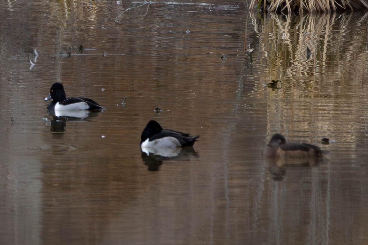 ringand - ML648992122