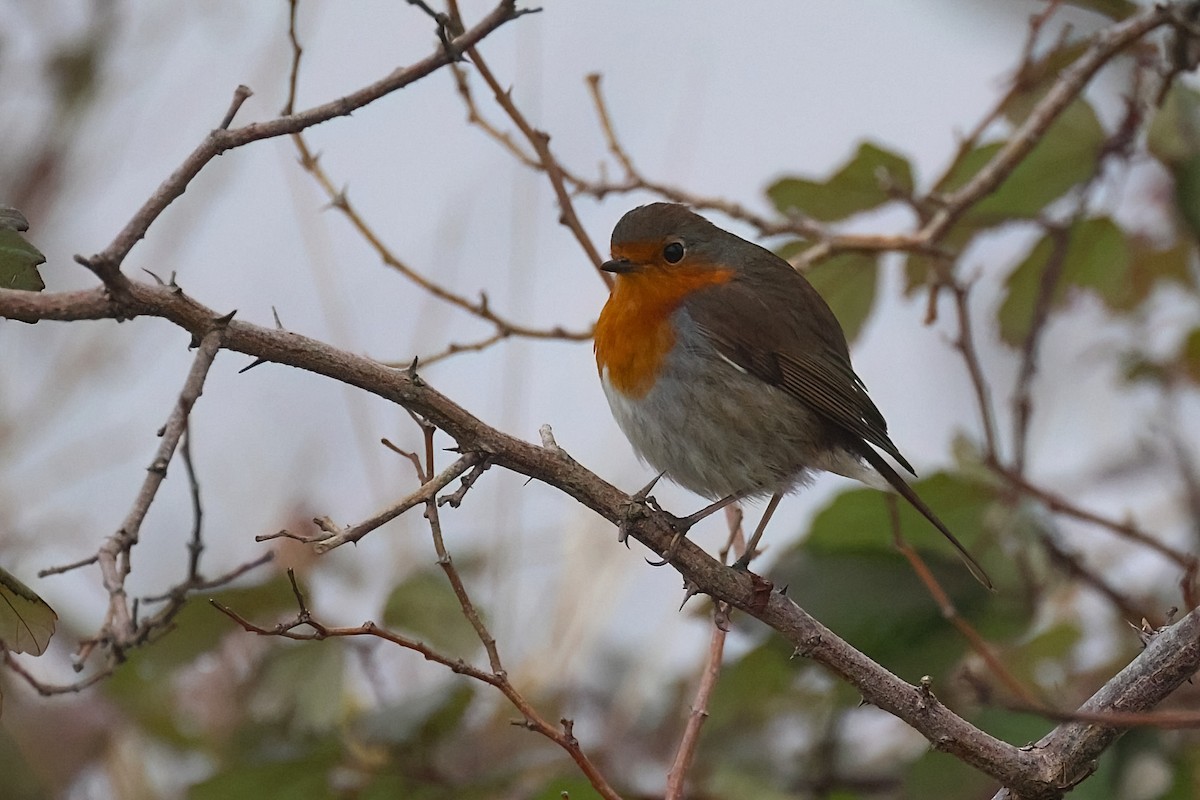 rødstrupe - ML648992123