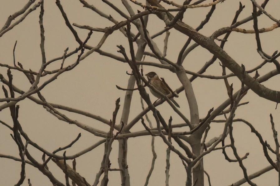 sivspurv - ML648992125