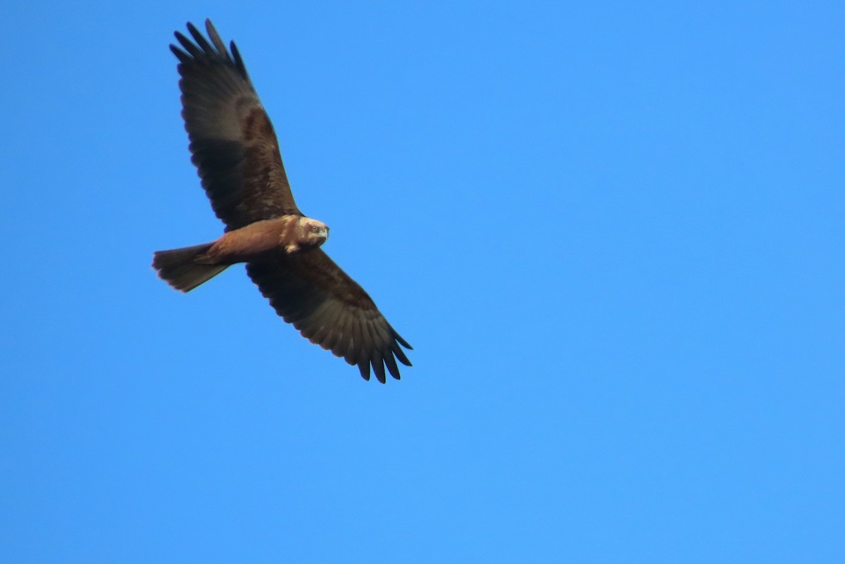 sivhauk - ML648992126