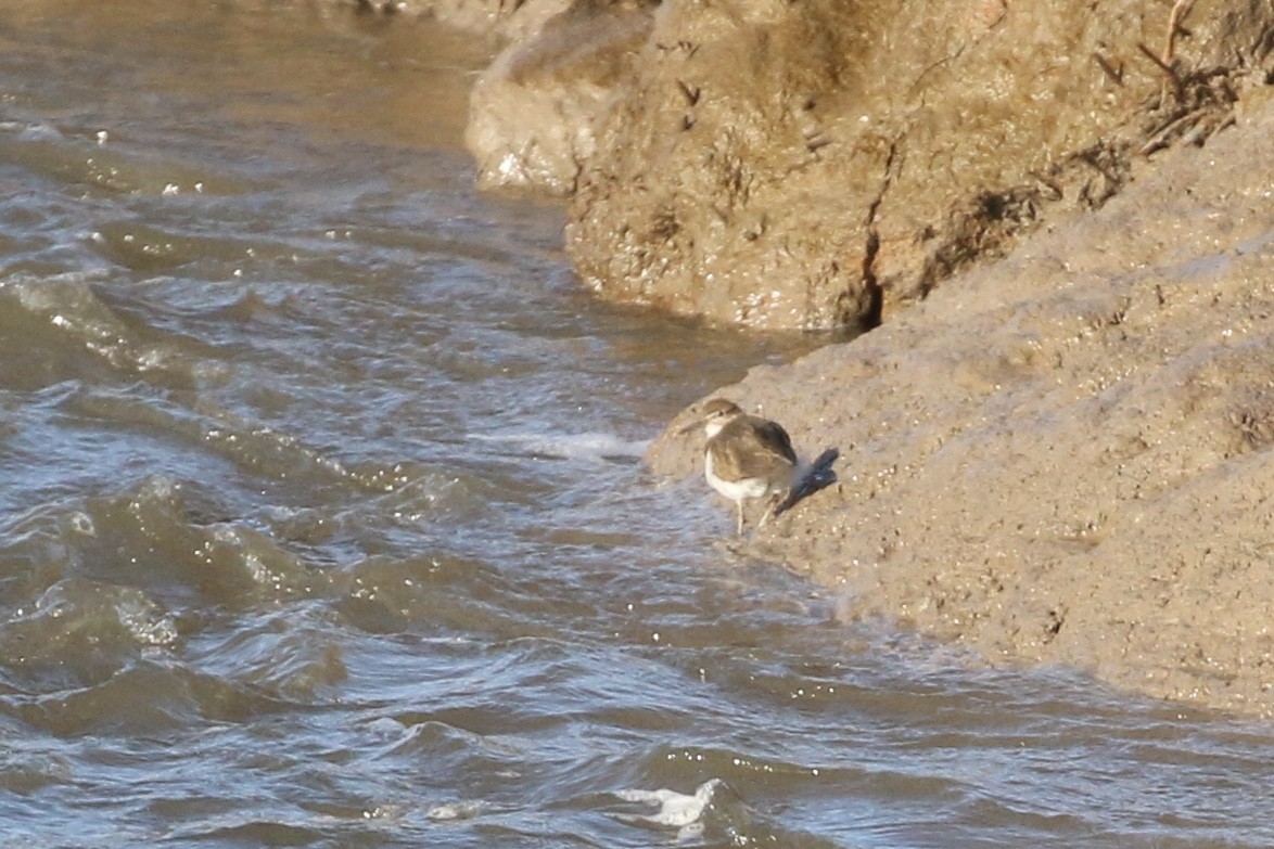 strandsnipe - ML648992127