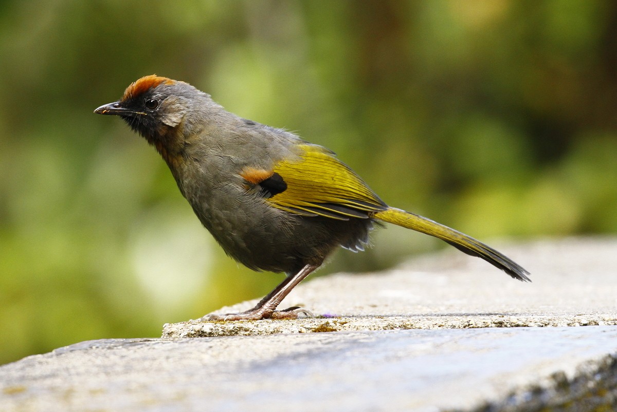 sølvørelattertrost - ML648992138