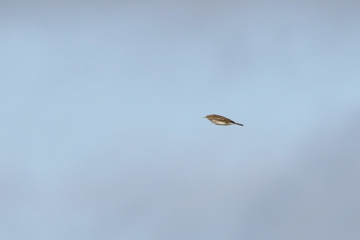 vannpiplerke - ML648992140