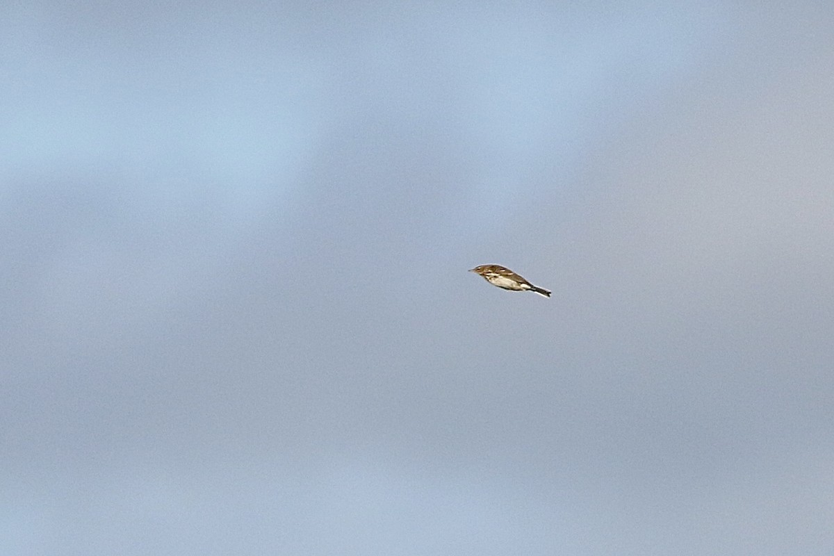 vannpiplerke - ML648992142