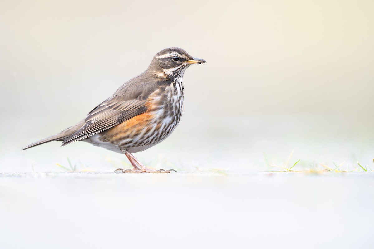 rødvingetrost (coburni) - ML648992143