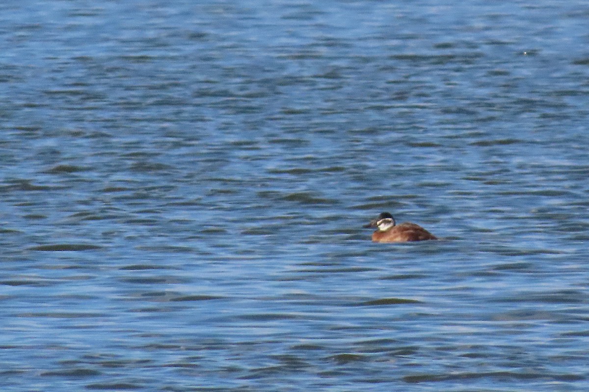 hvithodeand - ML648992144