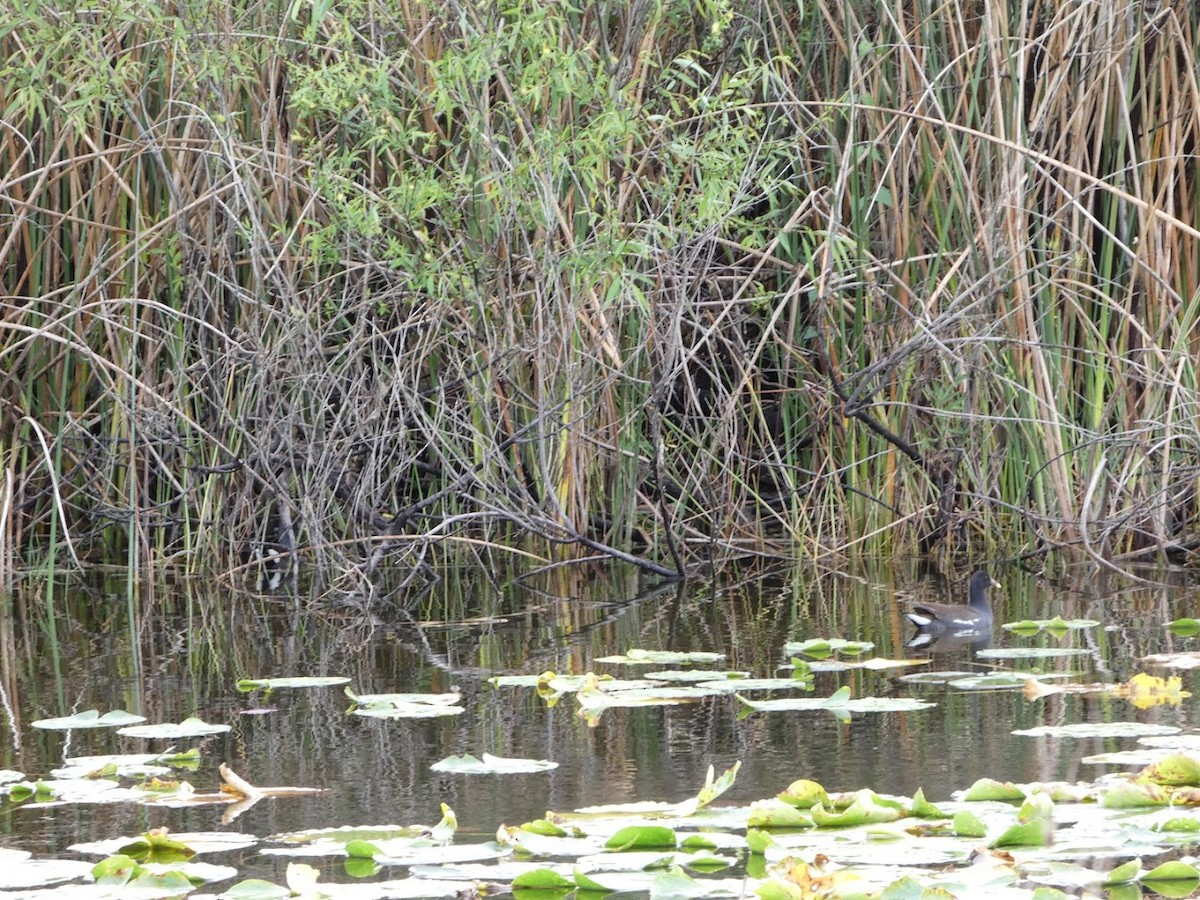 amerikasothøne - ML648992145