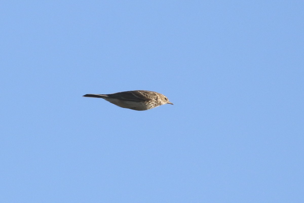 Pipit spioncelle - ML648992163