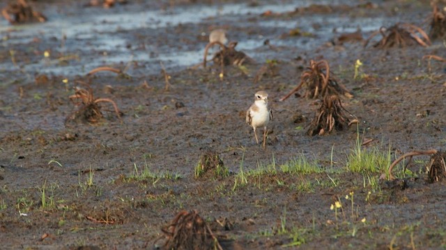 Tibetan Sand-Plover - ML648992538